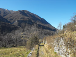 Via alla Santa (450 m) - Grandola ed Uniti | Hike from Menaggio to the centuries-old Rogolone oak