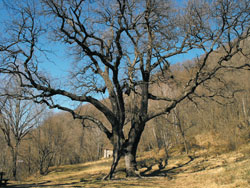 The centuries-old Rogolone oak tree (480 m) | Hike from Menaggio to the centuries-old Rogolone oak
