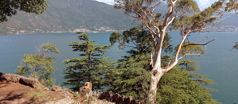 Blackbird Garden (Giardino del Merlo) - Musso - Lake Como