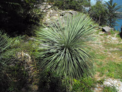 The Blackbird Garden (Giardino del Merlo) in Musso