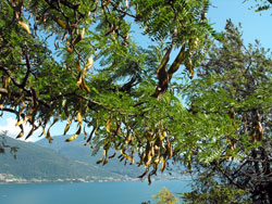 The Blackbird Garden (Giardino del Merlo) in Musso