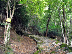 Botanical Path (510 m) - Brienno | Hiking from Brienno to Monte Comana