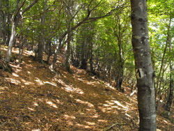 Botanical Path (1065 m) - Brienno | Hiking from Brienno to Monte Comana