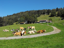 Alpe di Borgo (1240 m) | Hiking a loop around Monte San Primo