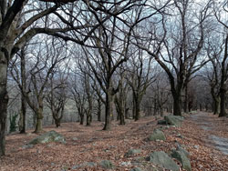 Selva di Enco (840 m) - Rezzago | Excursion to the Mushrooms of Rezzago