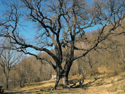 The centuries-old Rogolone oak tree (480 m) | Hike from Menaggio to the centuries-old Rogolone oak