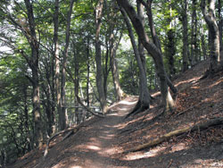 Ridge of the Lariano Triangle - 1st Stage | Sentiero dei Faggi - Faggeto Lario