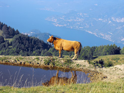 Alpe di Terrabiotta - Saint Primo Mount